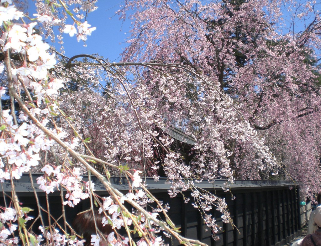 角館武家屋敷の桜 (4)